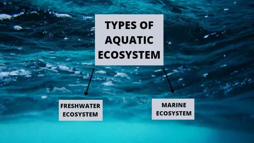 Types of Aquatic Ecosystem