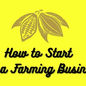 How to Start Cocoa Farming Business